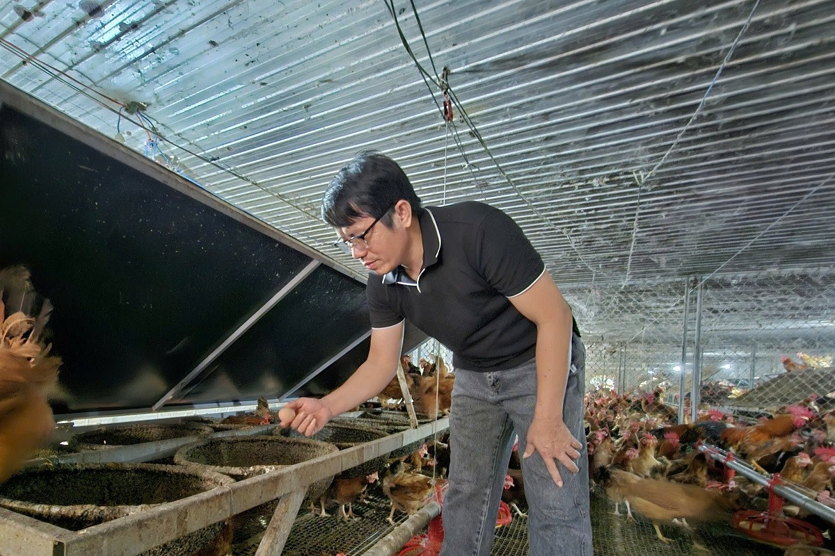 University grad becomes farm owner, earns high salary from chicken breeding