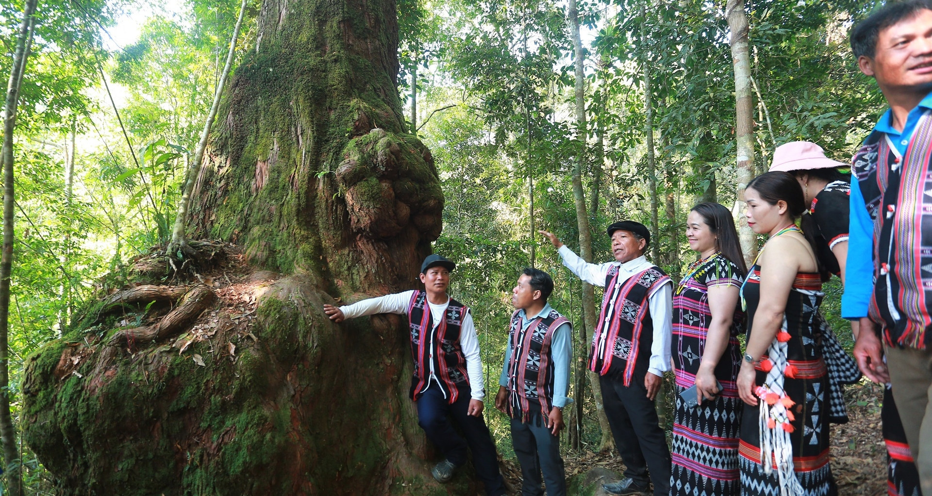 A hidden kingdom of ancient trees deep in Da Nang’s mountains