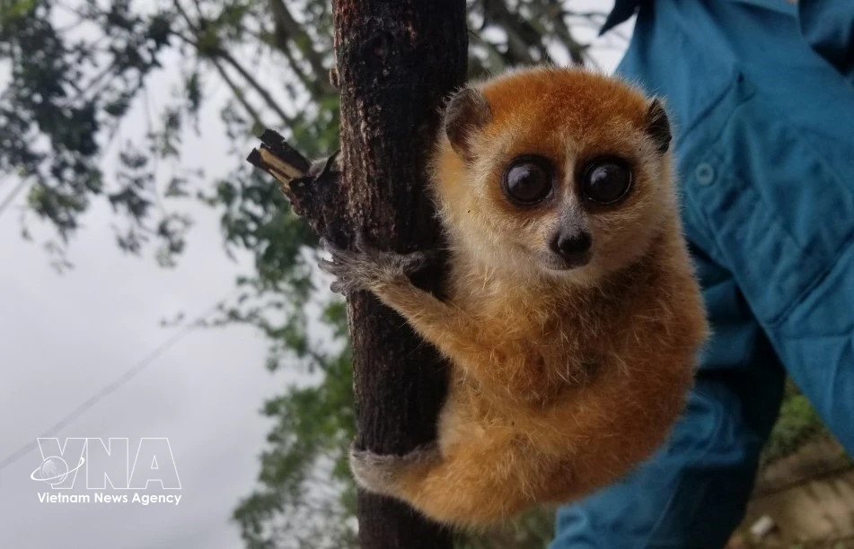 Four rare species found in Than Sa – Phuong Hoang Nature Reserve