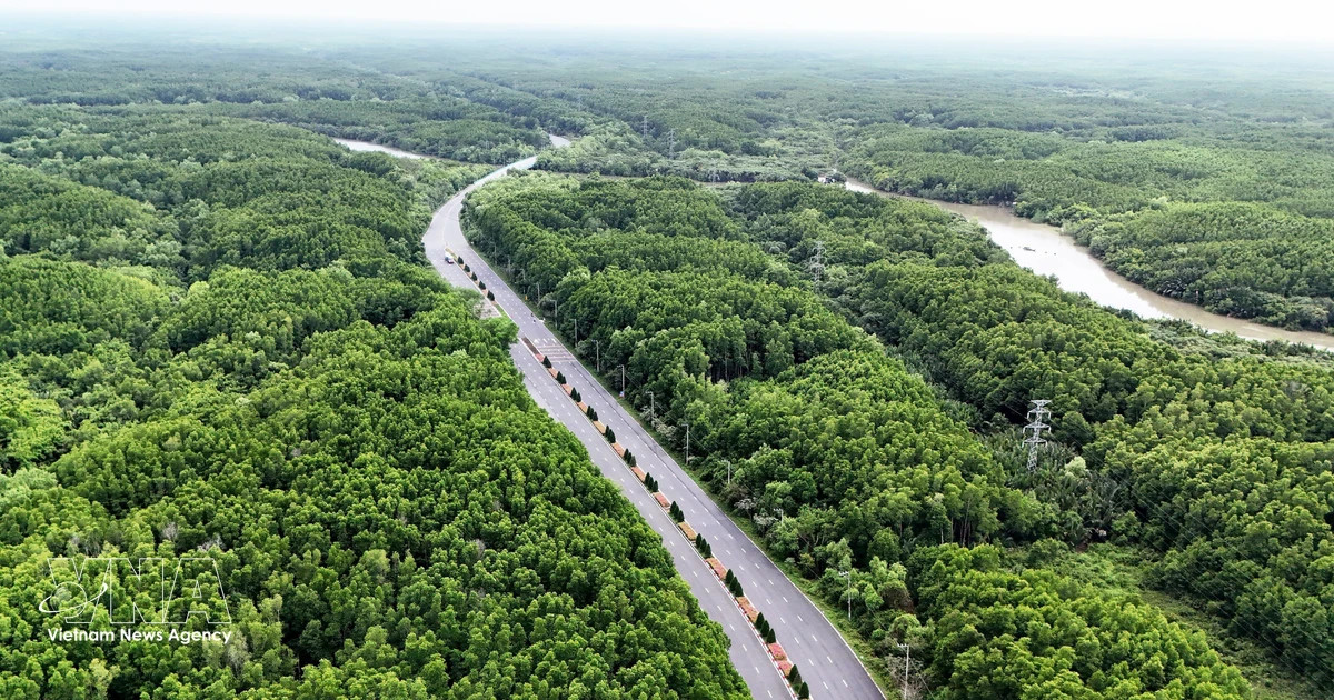 National forest coverage holds steady at 42.03% in 2025