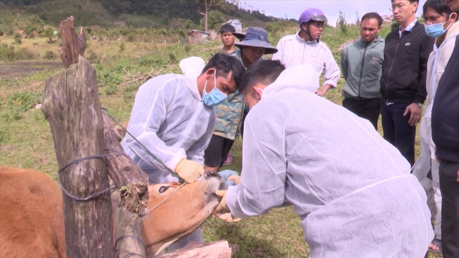 lở mồm long móng .jpg