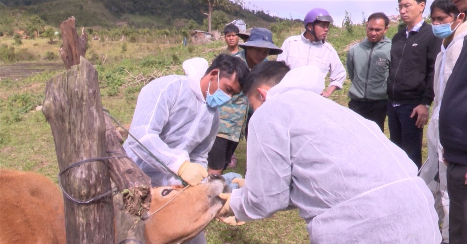 Vietnam warns of new foot-and-mouth disease strain threat