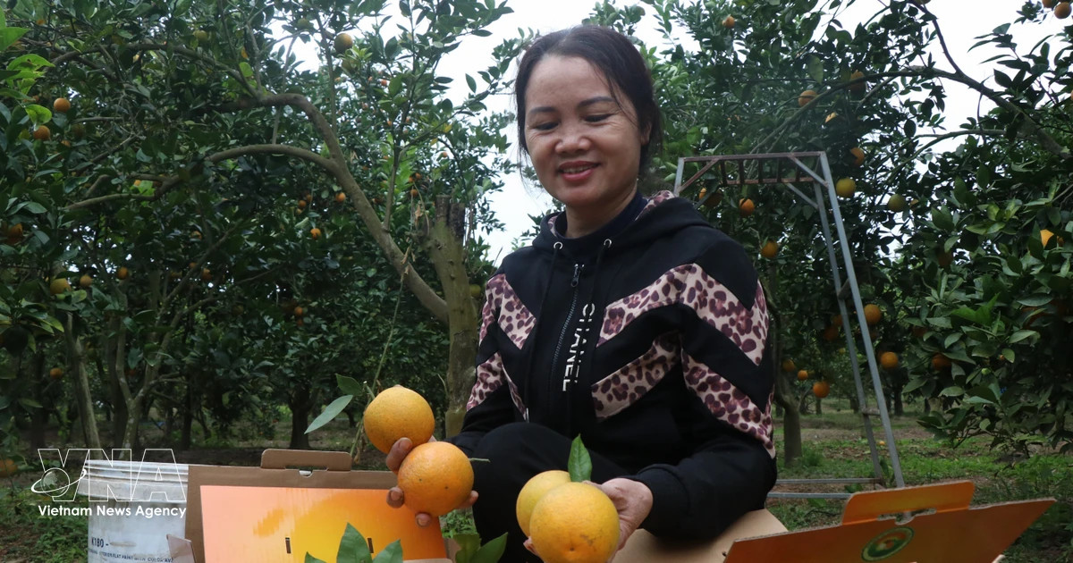 Efforts intensify to maintain key agricultural export markets