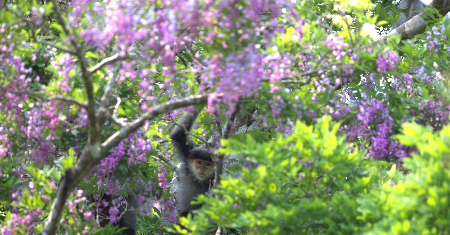 Nature paints Son Tra Peninsula in shades of purple