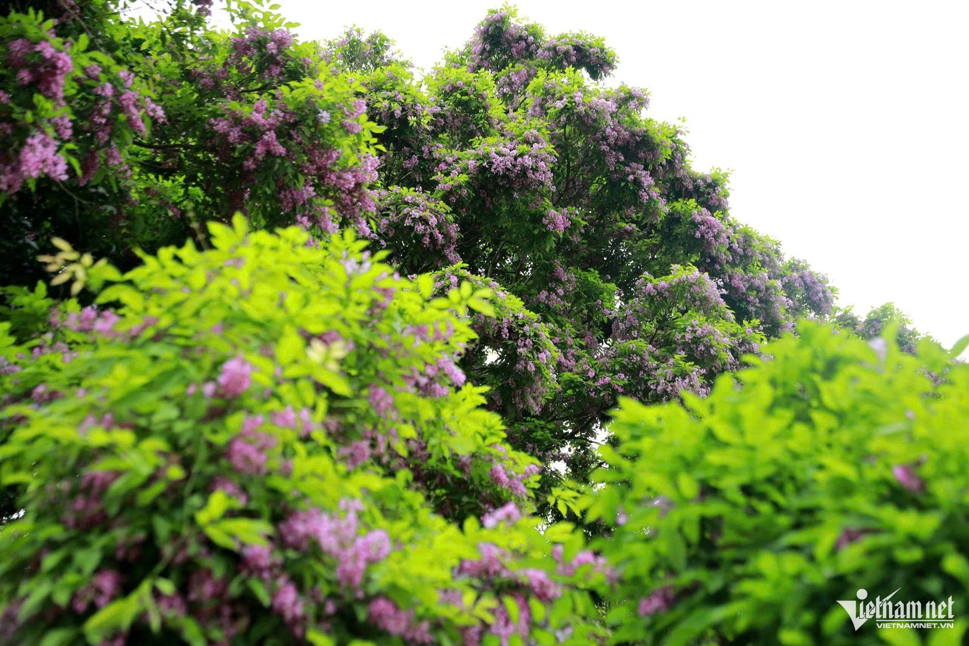 son tra peninsula1.jpg