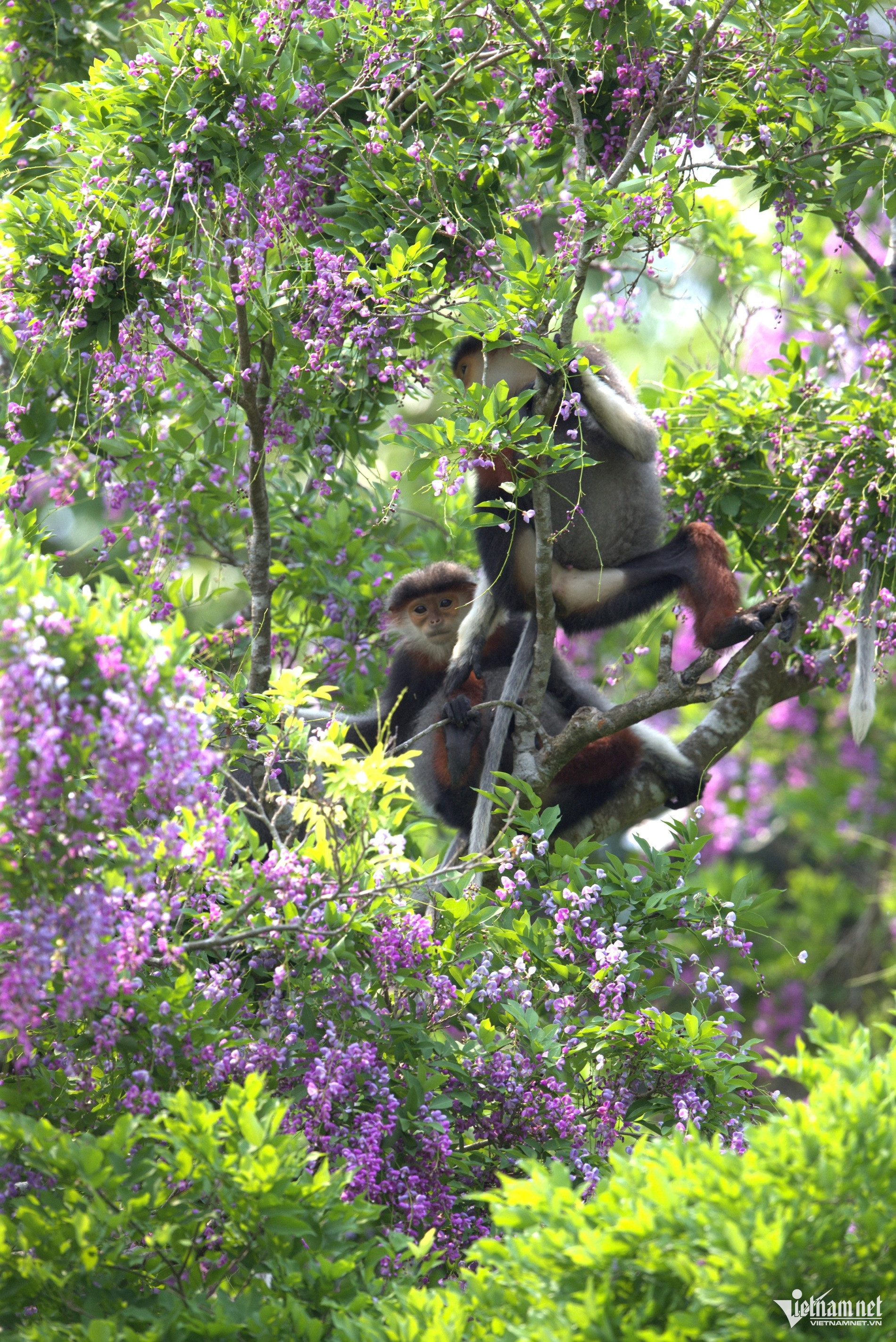 son tra peninsula4.jpg