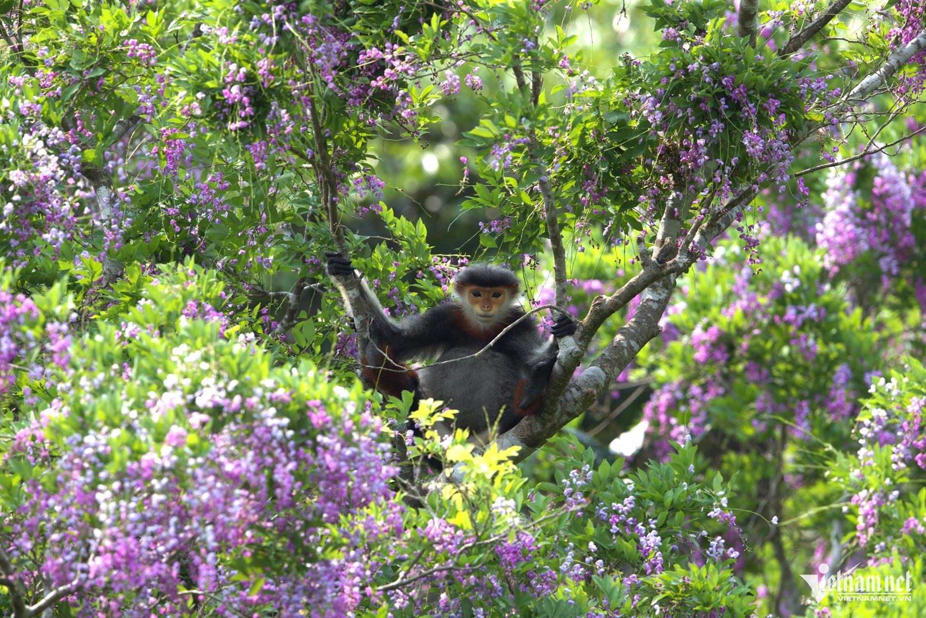 son tra peninsula7.jpg