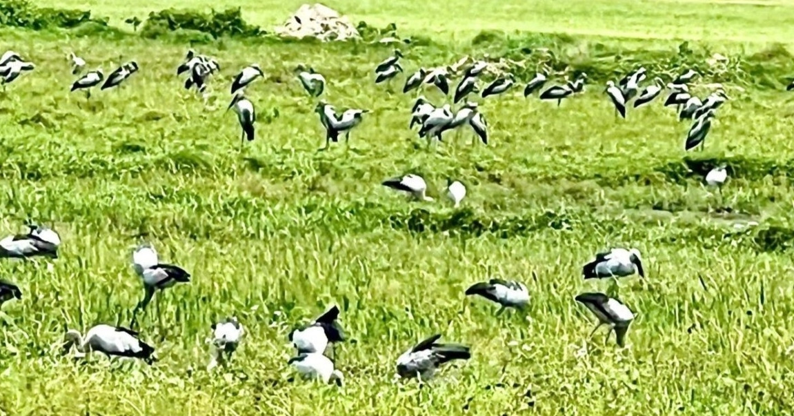 Unusual migration brings rare birds to Ha Tinh