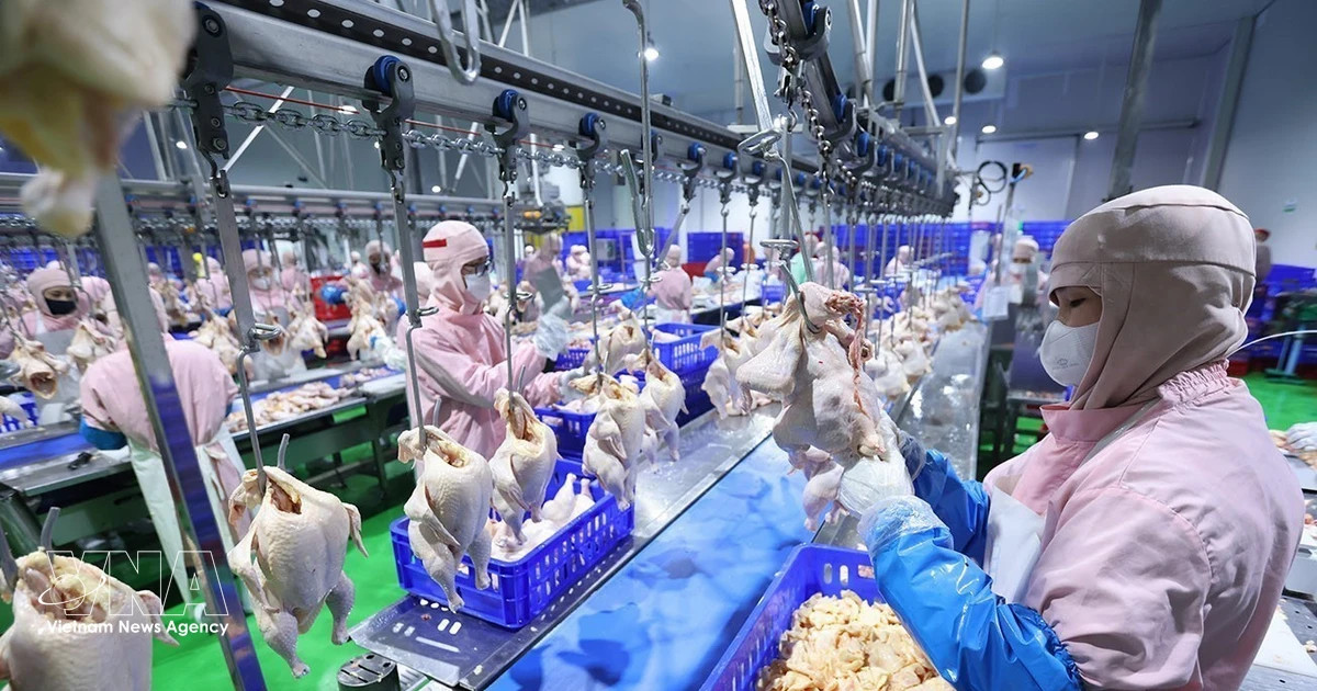 Vietnam, RoK open market for processed chicken products