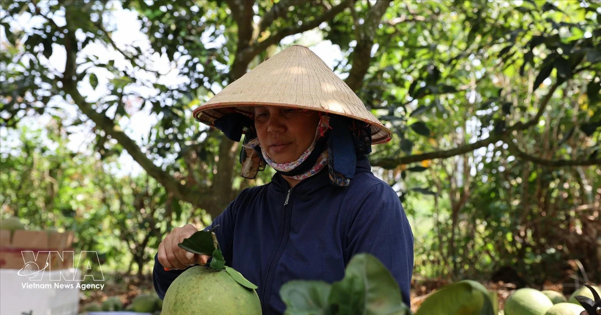 Vietnamese pomelos gain broader access to Australian market