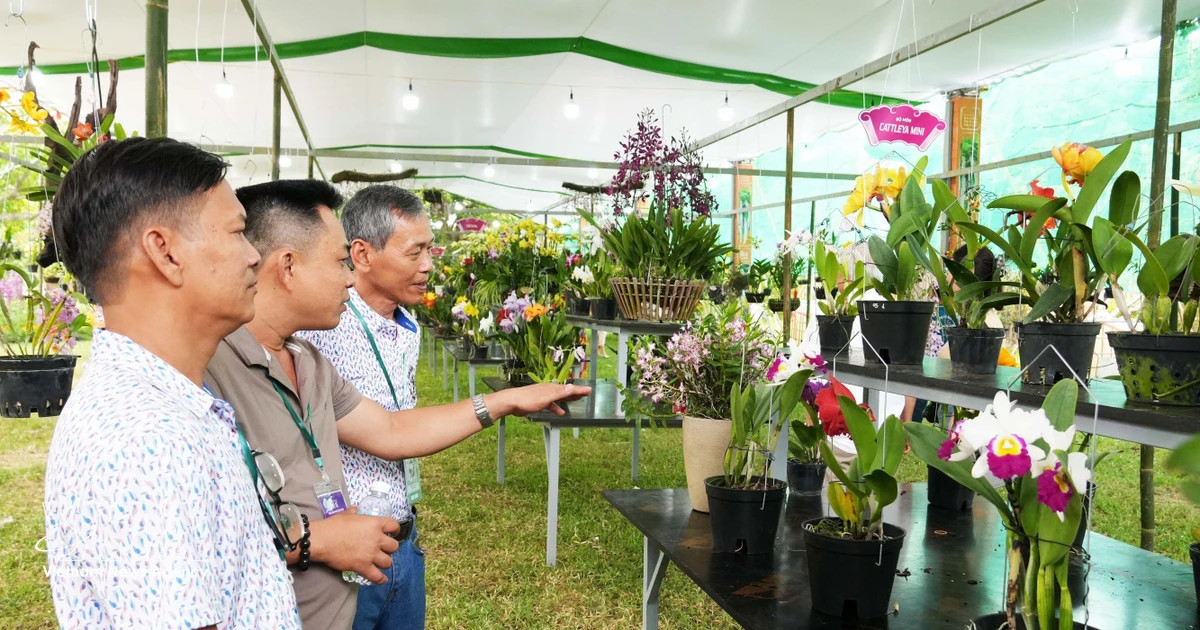 Hue Festival 2026 features major orchid, bonsai, stone art exhibition