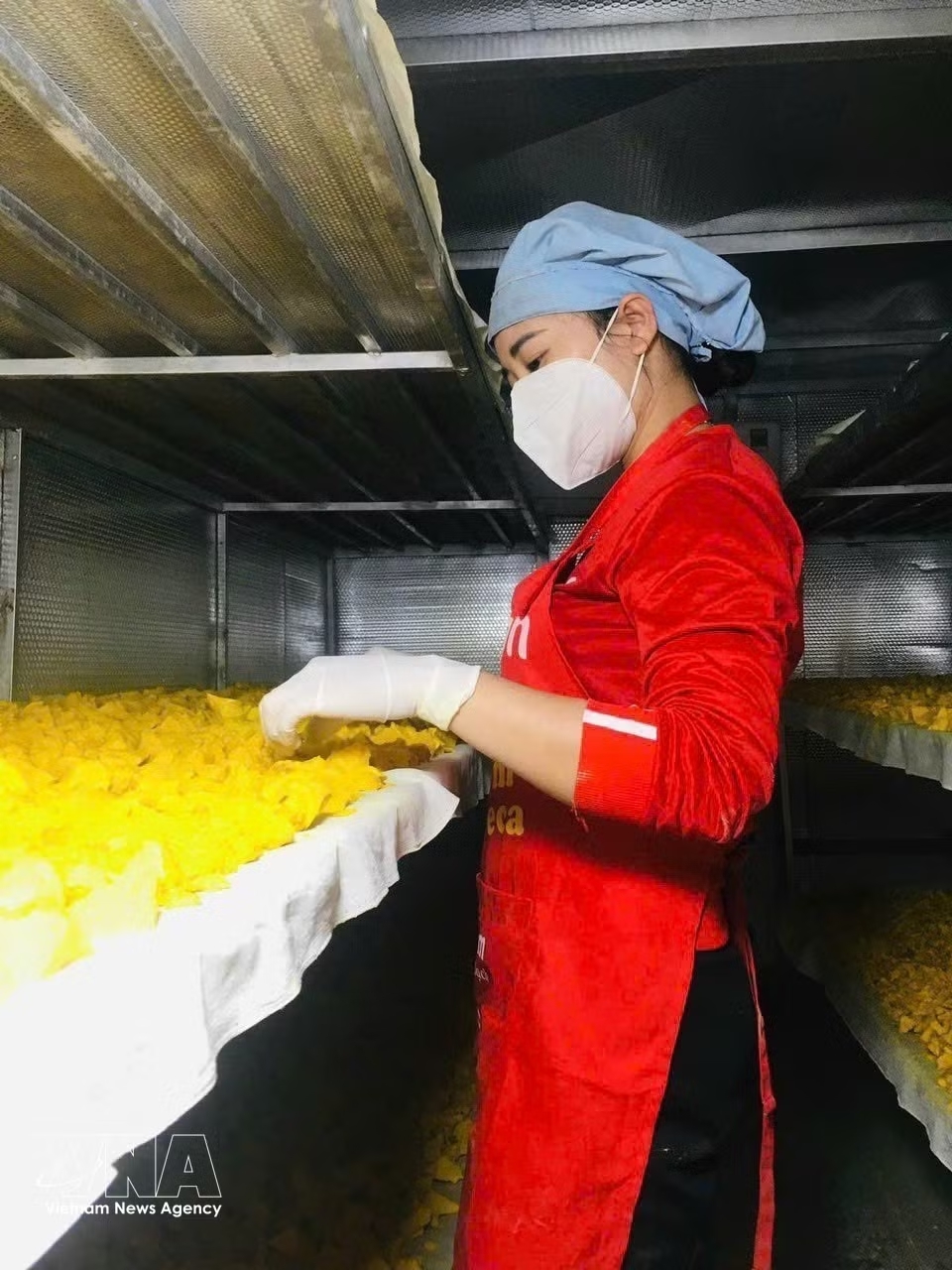 An agricultural cooperative specialising in producing turmeric starch in Nghe An province has worked to exploit and preserve the native medicinal plant ecosystem, creating products with high economic value. (Photo: VNA)