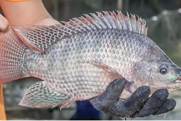 Vietnam diversifies tilapia exports amid global headwinds