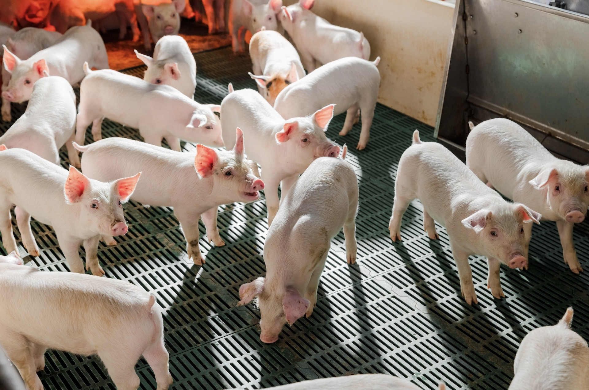 Vietnam spends millions importing livestock genetics despite strong growth