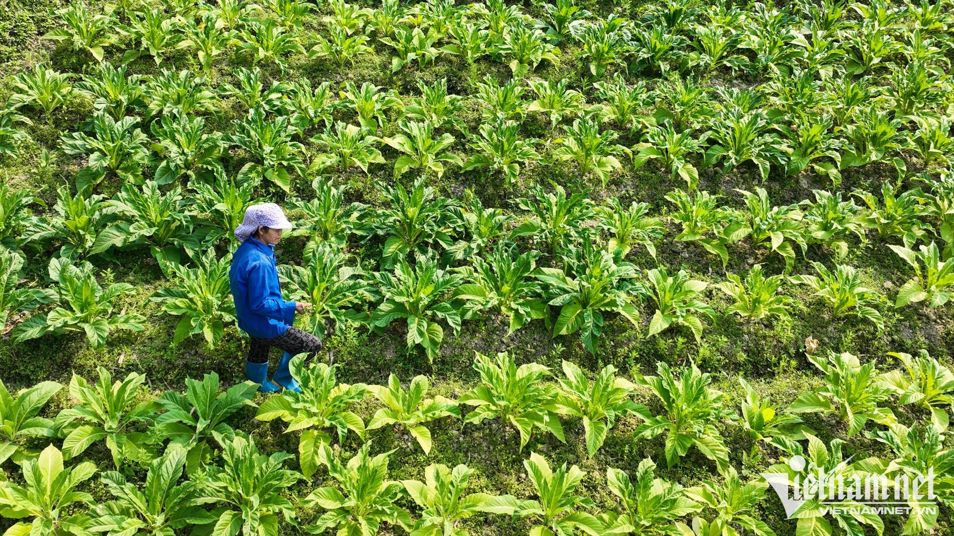 W-dan toc thieu so.jpg