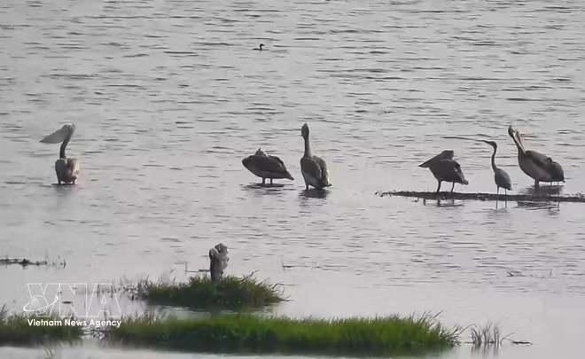 vnanet-potal-xuat-hien-dan-chim-bo-nong-chan-xam-quy-hiem-tai-vuon-quoc-gia-tram-chim-dong-thap-8688238.jpg