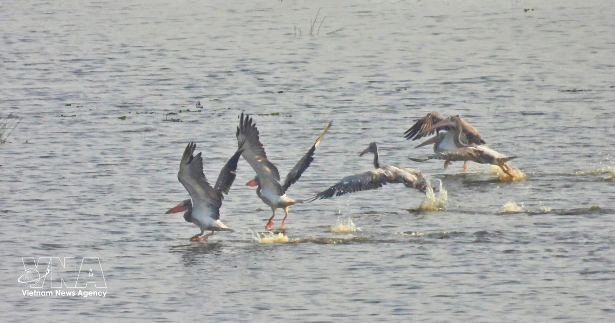 Rare bird returns to Tram Chim National Park