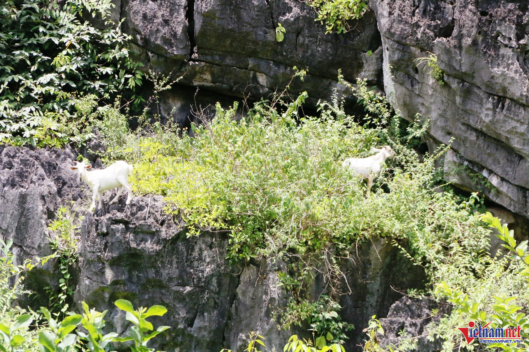 W-Thức Dê 6.JPG.jpg