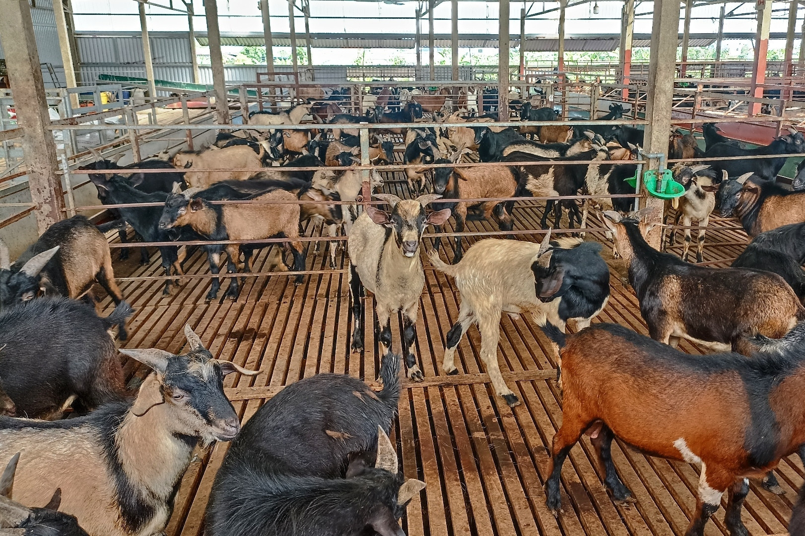 From cheap meat to billion-dong industry: the rise of Ninh Binh goats
