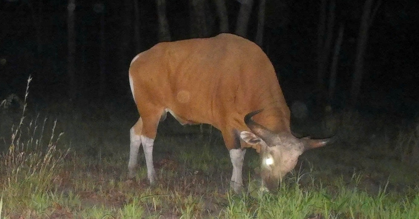 Rare wild cattle herd captured on camera in Vietnam’s Yok Don forest