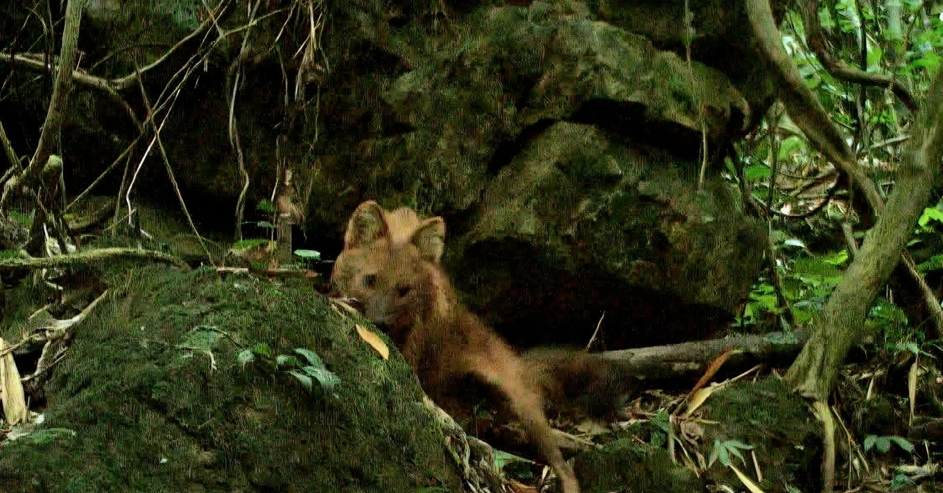 Rare wild dog species rediscovered in Vietnam’s Pu Hoat forest