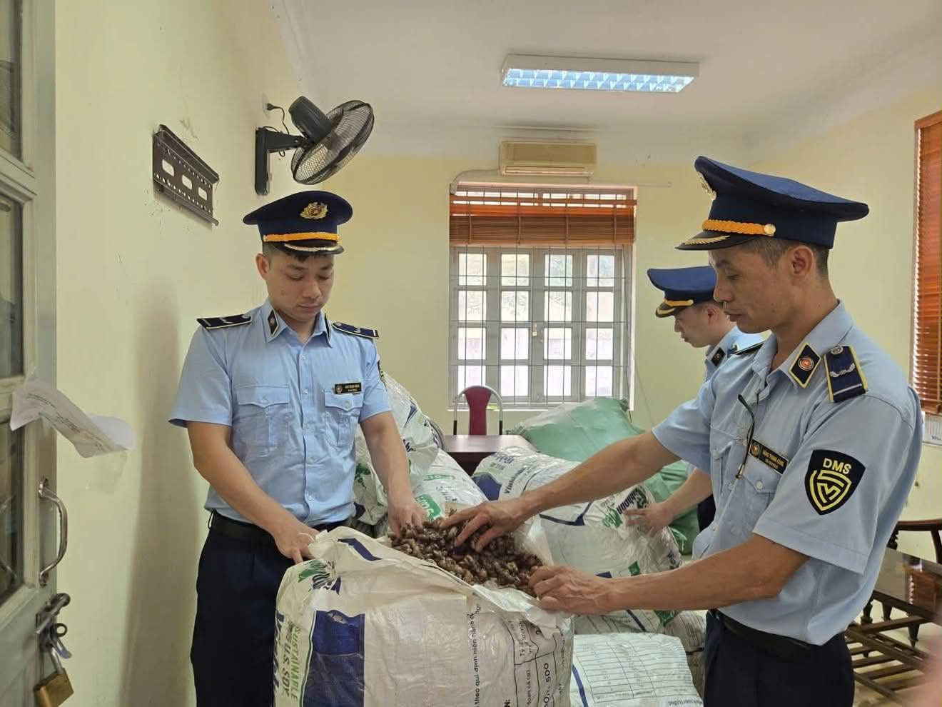 clip ve sầu