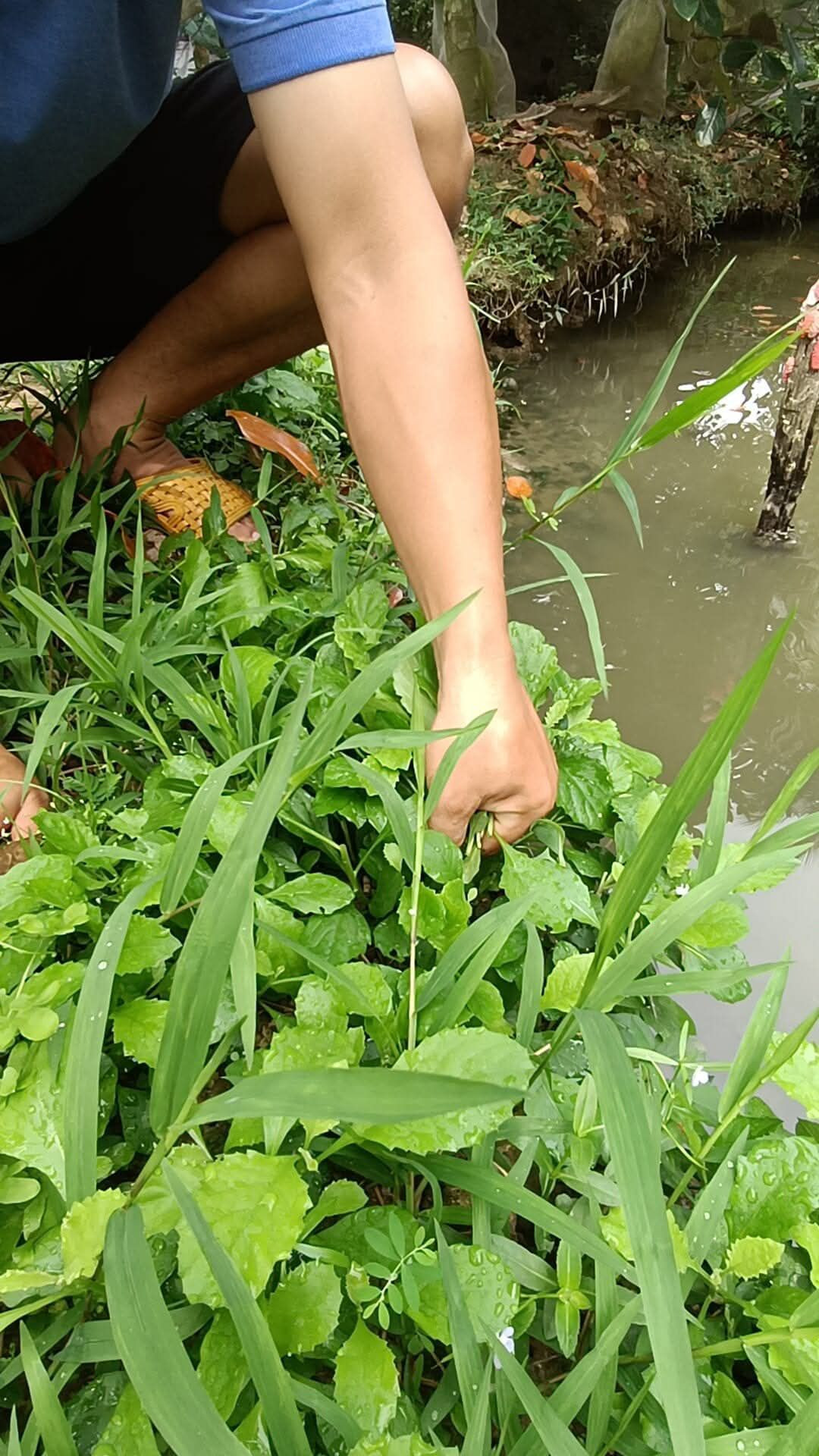 https://static-images.vnncdn.net/vps_images_publish/000001/000003/2026/5/11/rau-cai-troi-vuong-thanh-bang-0-1794.jpg
