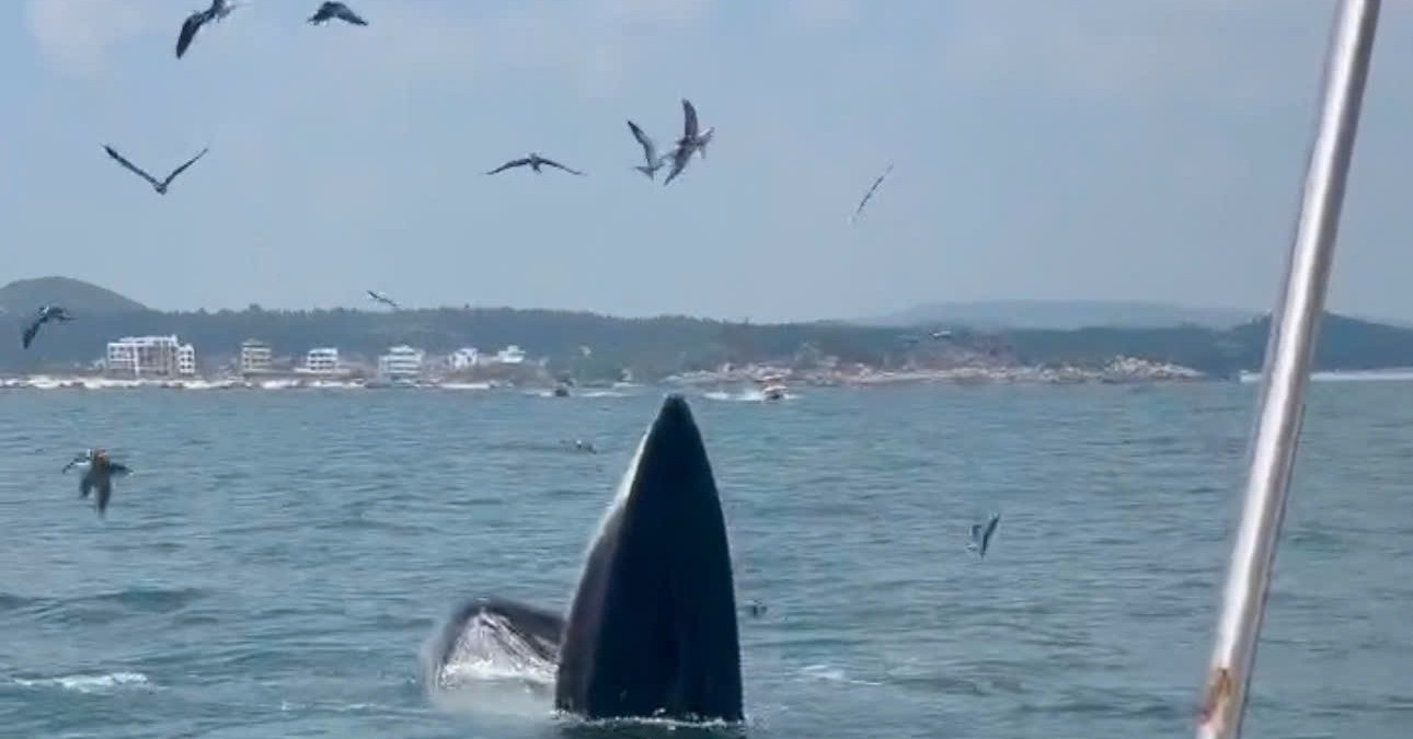 Tourists thrilled as giant whales appear off Dak Lak coastline