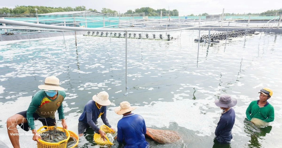 Vietnamese shrimp sector seeks distinct path in global race