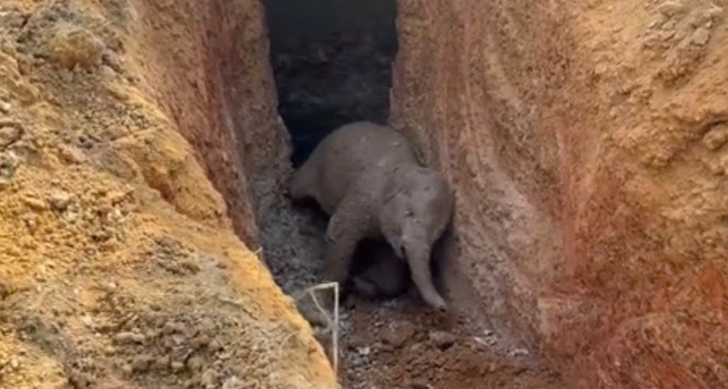 Baby elephant rescued after falling into 3-meter-deep pit in Dong Nai