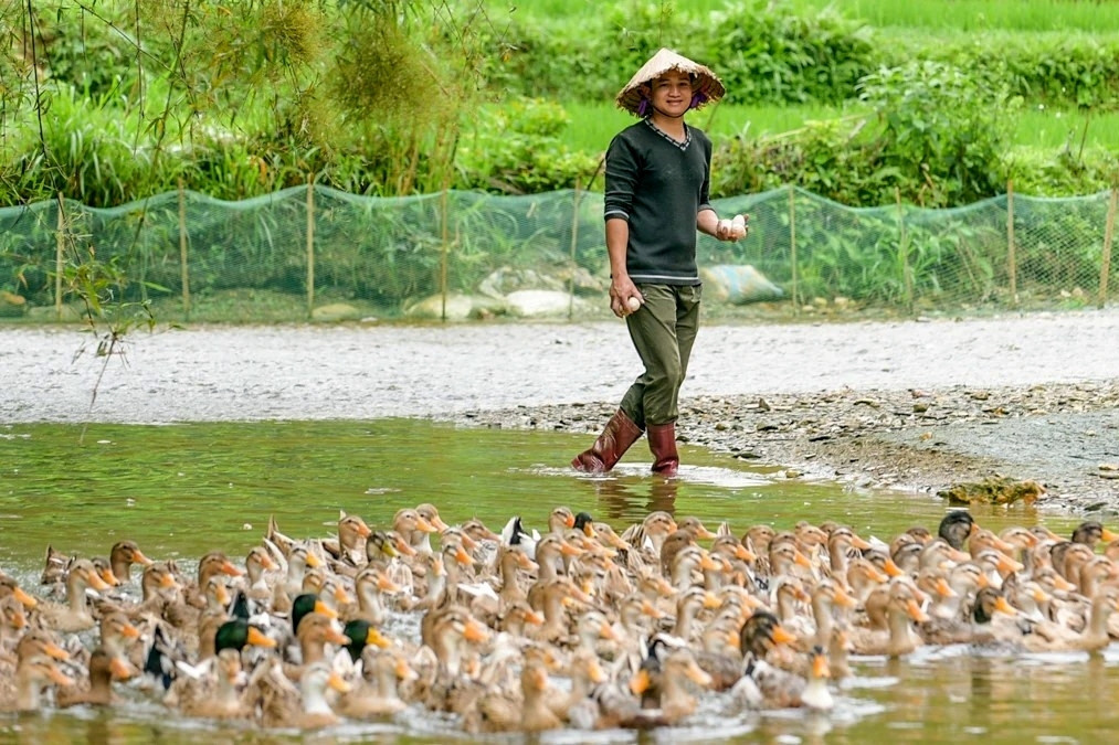 Raising special duck breed, Thai ethnic man earns hundreds of millions per year