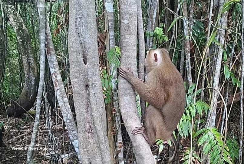 Endangered rhesus macaque released into U Minh Ha National Park