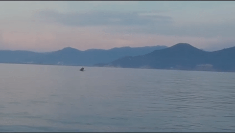 Bryde’s whale returns to Nha Trang waters, authorities issue warning