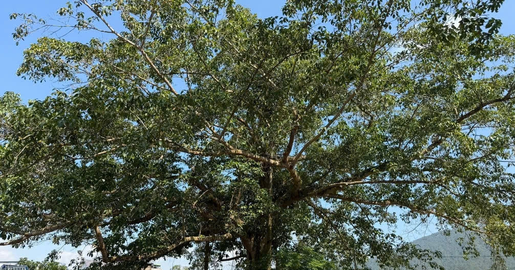 Century-old heritage trees fuel eco-tourism in Quang Ninh
