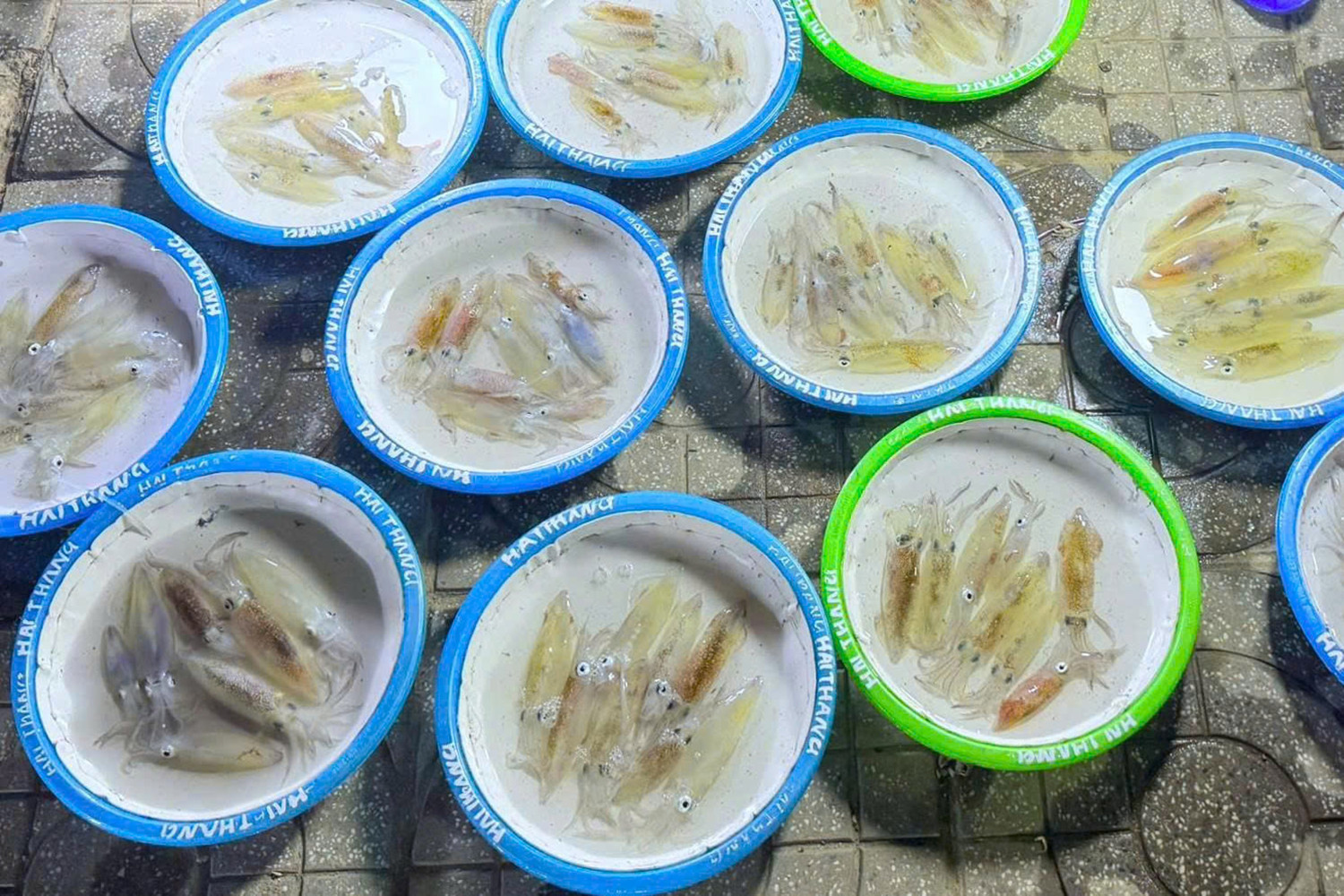 mực nháy 3.jpg