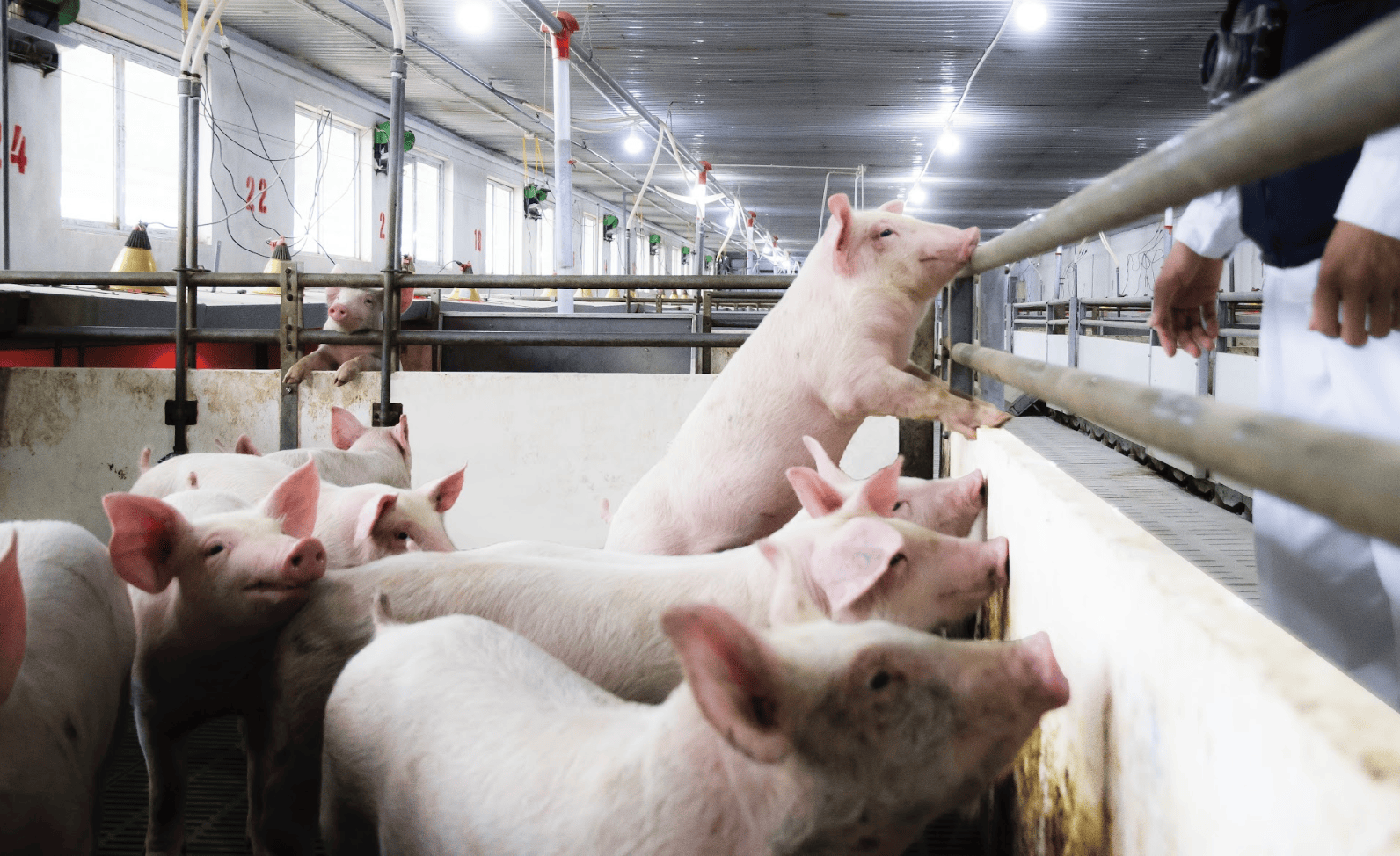 livestock (1).png