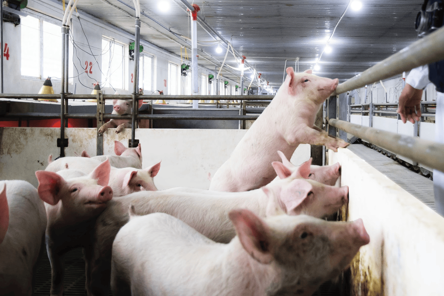 Pig farming becomes money printing machine, firms report trillion-dong profits