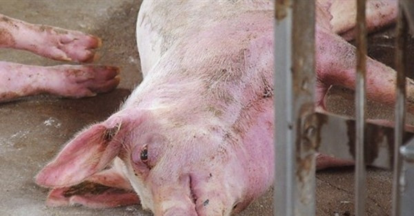 Vietnam warns of new livestock disease threat near borders