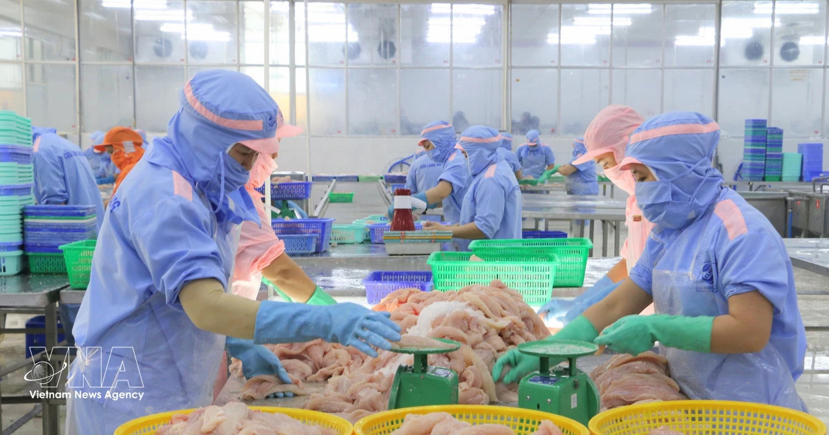 Sustainable transformation needed for Vietnam’s strategic pangasius sector