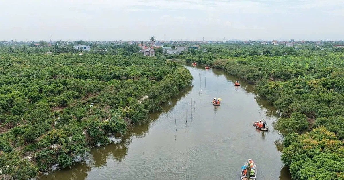 Hai Phong promotes seasonal fruit tours to unlock rural tourism potential