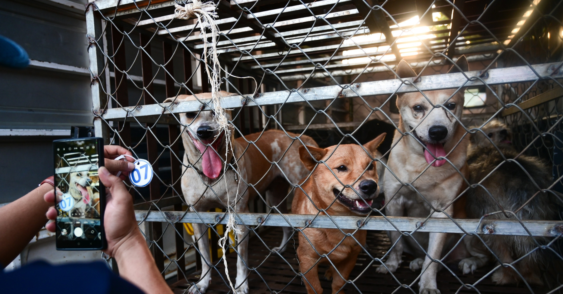 Vietnam raises fines for dog owners who fail to muzzle pets in public