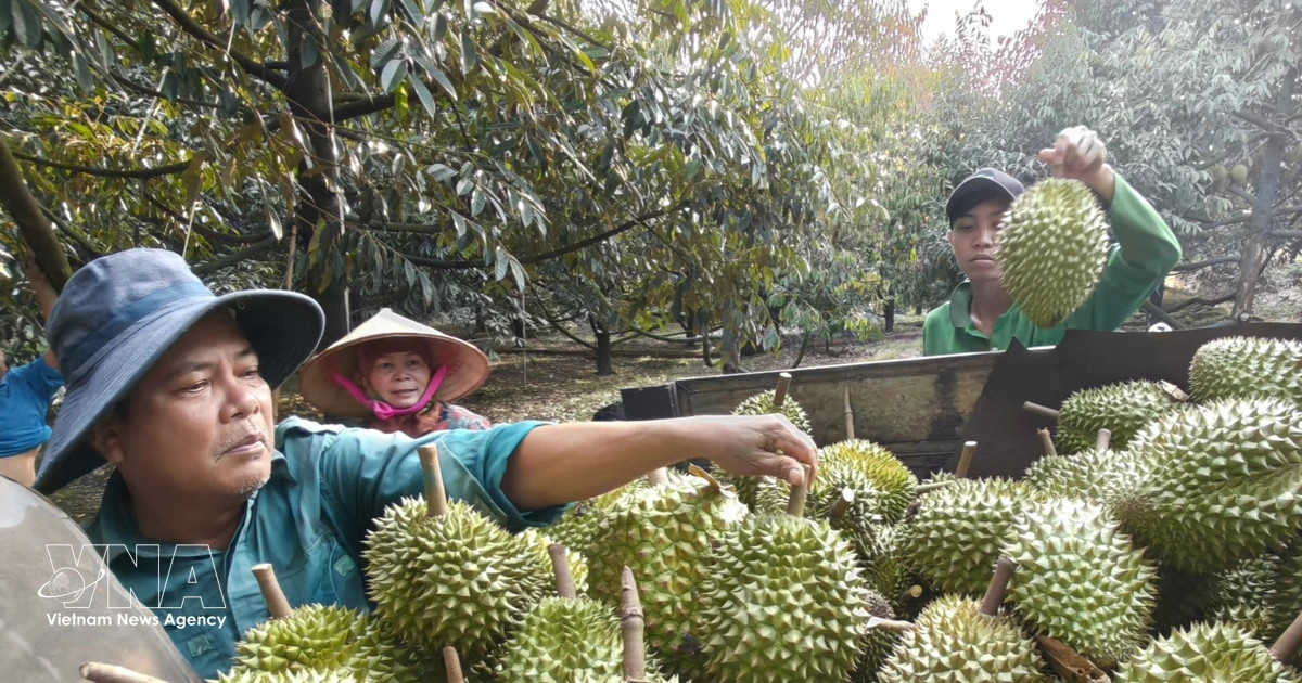 Vietnamese durian gains access to new markets