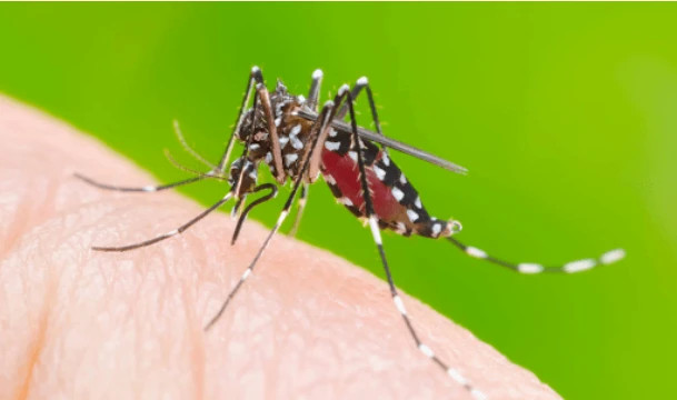 Dengue cases rise, outbreaks become more unpredictable