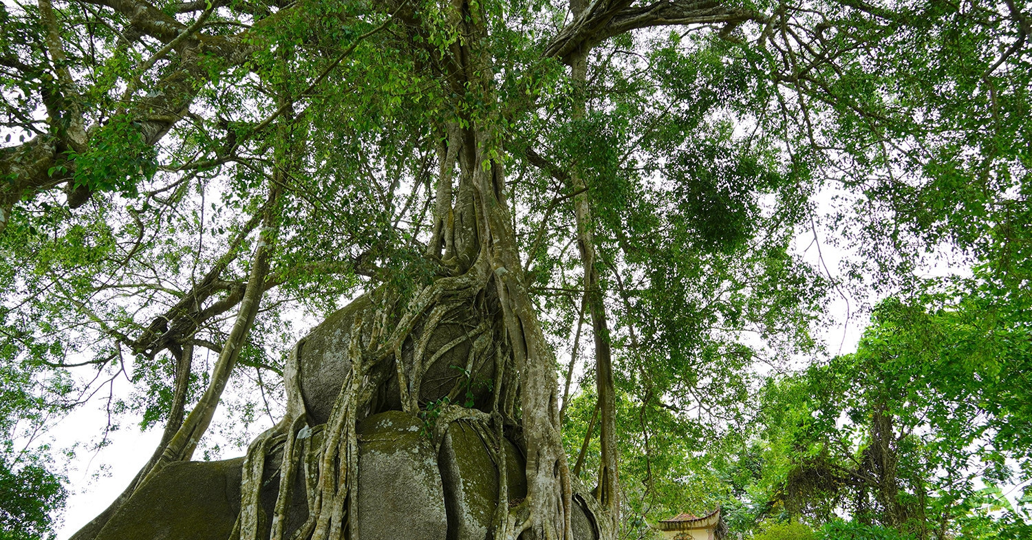 Vietnam heritage tree creates natural ‘sticky rice and chicken’ shape
