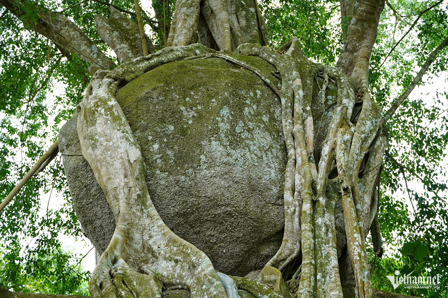 W-cây sanh di sản.JPG.jpg