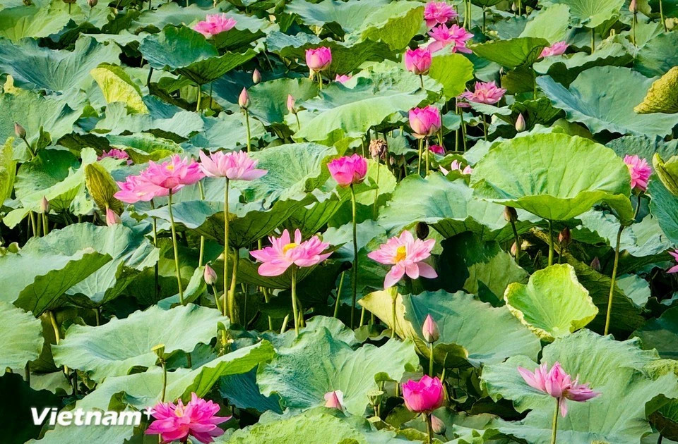 Hanoi festival to celebrate culture, creativity inspired by lotus