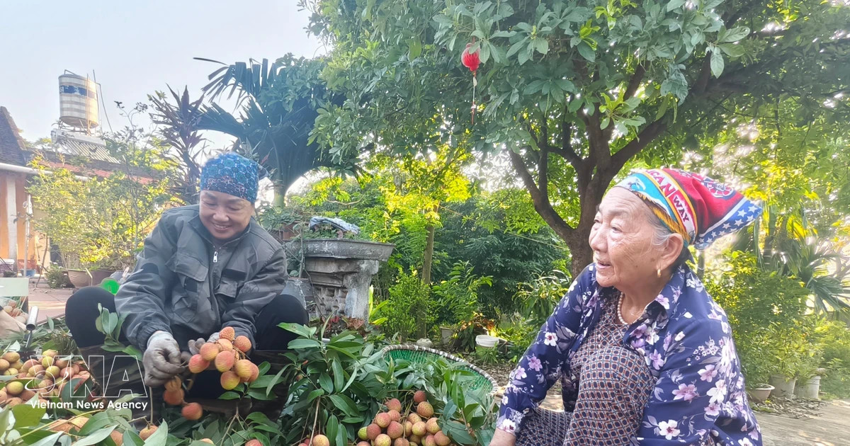 Lychee prices soar as output drops by more than 50%