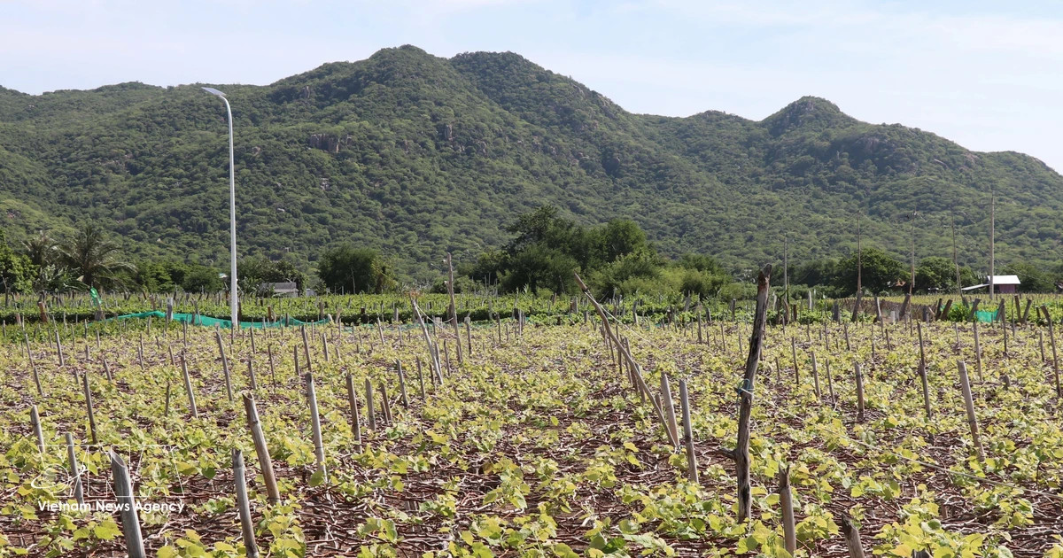 Green production zones to boost standing of Vietnamese farm products