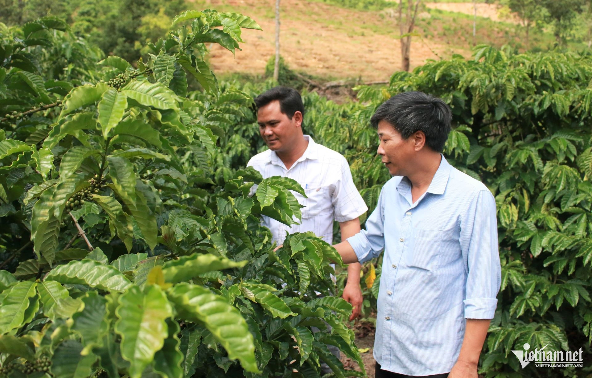 sap xep quang ngai A VInh trai.jpg