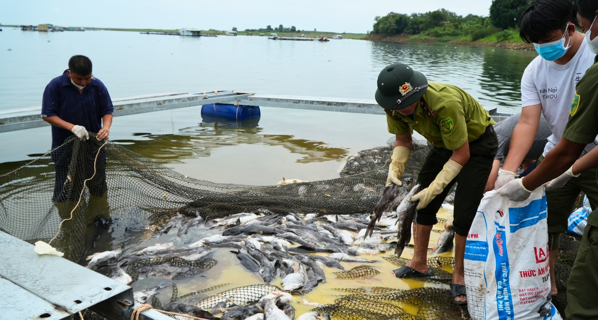 More than 200 tonnes of fish die as oxygen levels plunge at Tri An Lake
